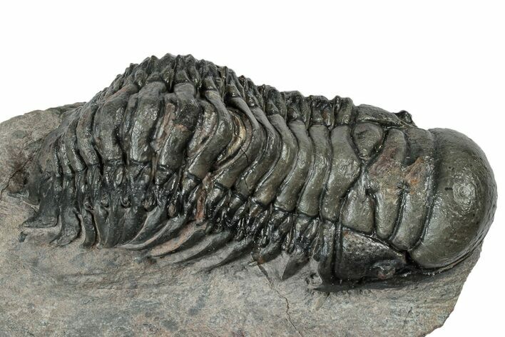 Detailed Crotalocephalina Trilobite - Atchana, Morocco #331013